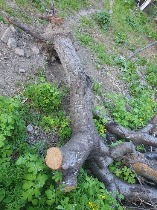 Buştean din lemn de cireş