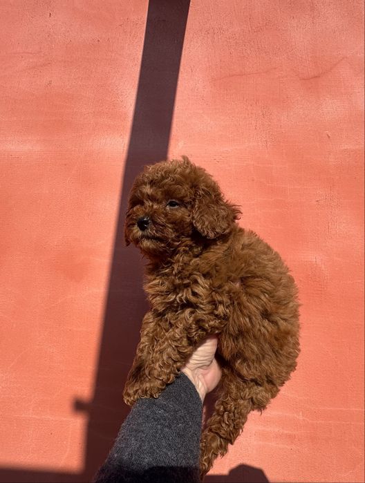 Продавам той пудел - момче Възможна доставка