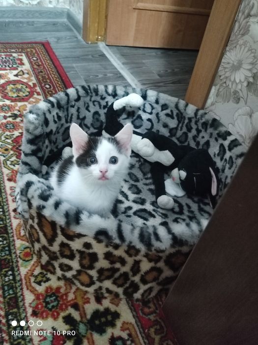 Лежанка для кошек и собак