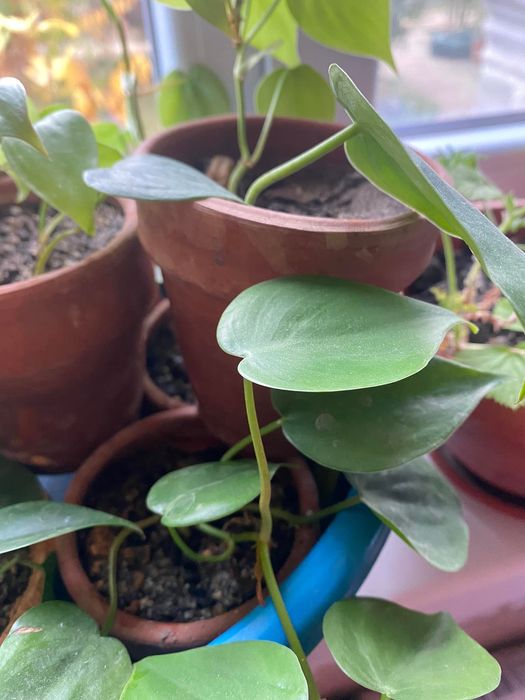 Filodendroni, pothos, mușcate parfumate și ghivece de ceramică