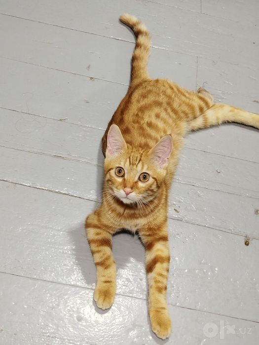 Отдам котика берите