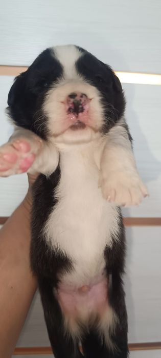 щенки бордер колли