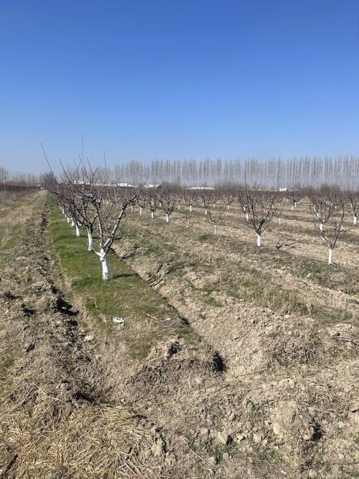 Теплица 2 Гектар ижарага берамиз ёки сотилади 5 йилда булиб тулаш