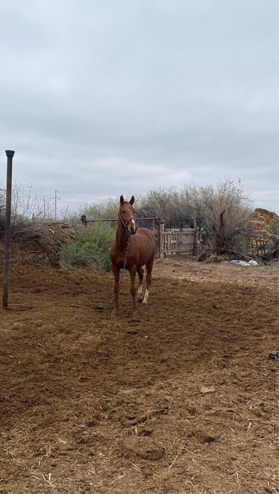 Дончак кунан сатылады