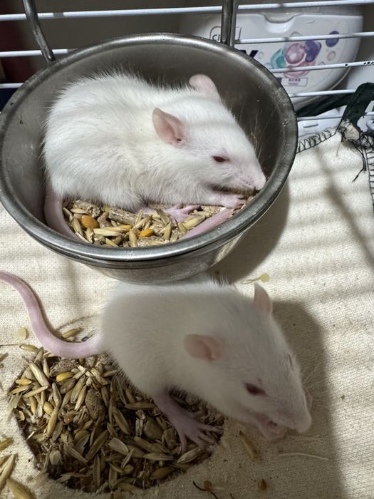 Продам крысят Альбиносов