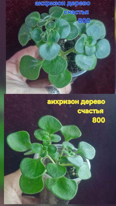 Цветы домашние разные