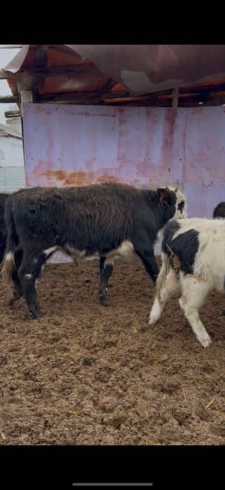 Бычоктар сатылады бұқа подсос 43 бас