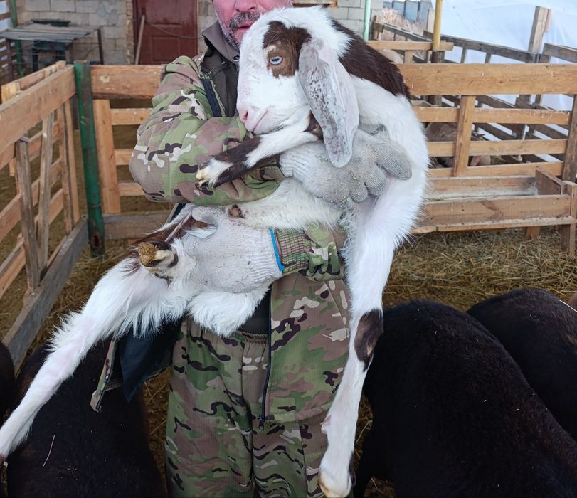 Козы, козочки, козлята