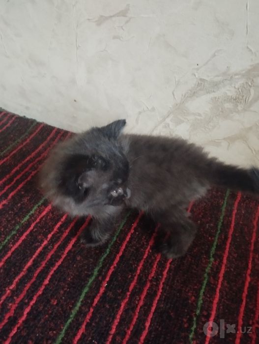 Mushuk bolasi sovg'aga