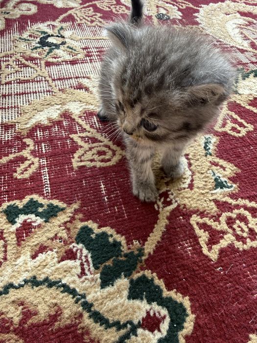 Котят, скотттиш-фолд и страйт