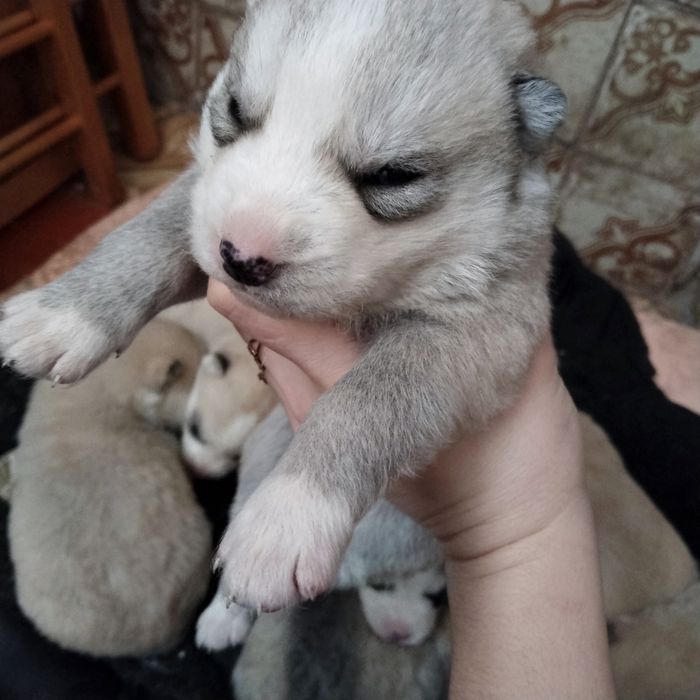 Продам щенят породы Хаски