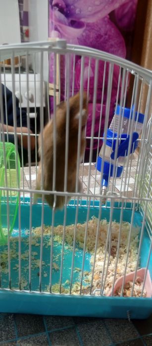Продам хомяка с клеткой