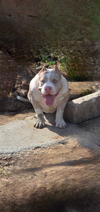 Американско Були Покет American Bully Pocket