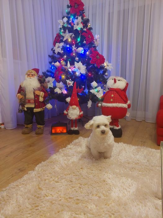 Brad artificial in stare buna!