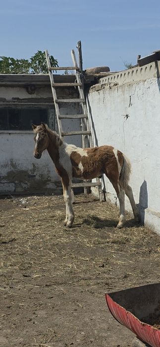 Екі еркек Құлын сатылады