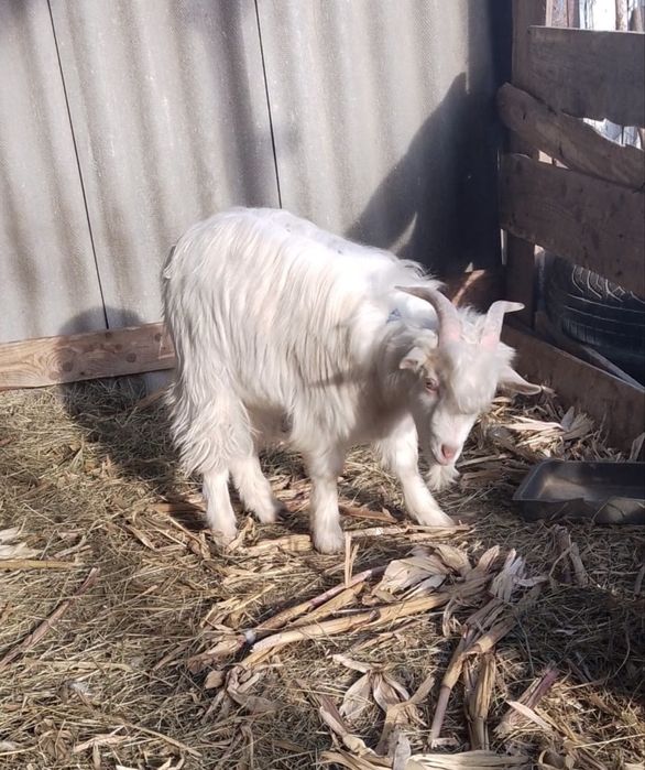 Țap tânăr aproape un an