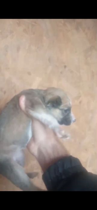 Щенки . 1 месяц.