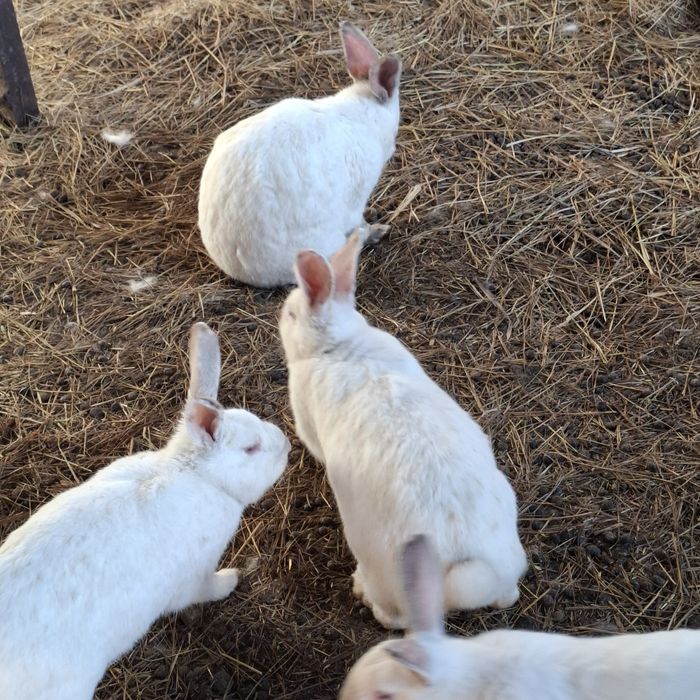 Продам кроликов крупные