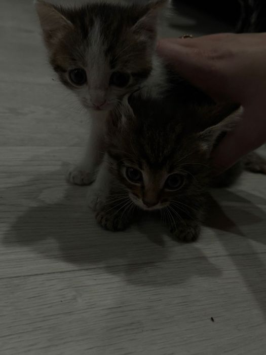 Отдам котят в добрые руки