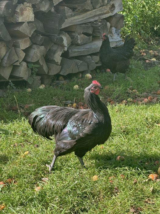 Vand perechi sau familii Australorp Negru Albastru