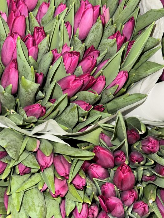 Тюльпаны Голландия