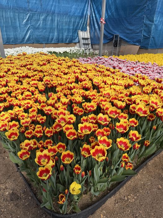 Тюльпаны оптом и в розницу