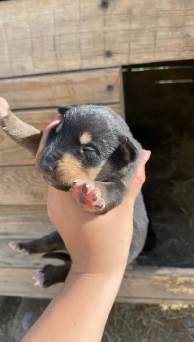 Продам шинят бернского зиненхуда не чисто кровный