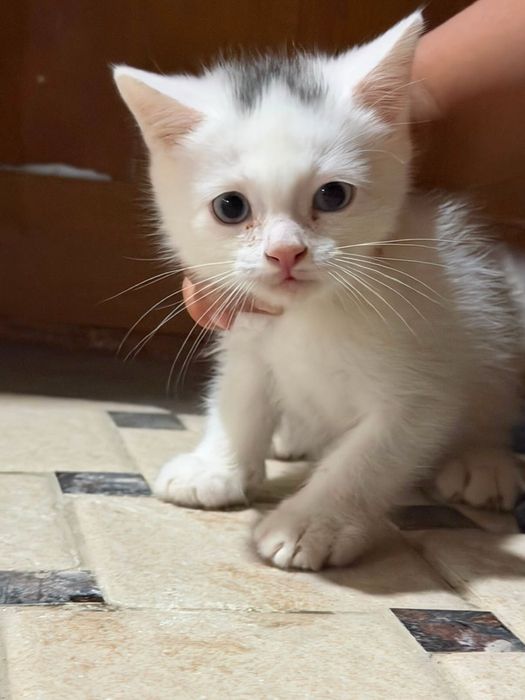 Продаетца котенки