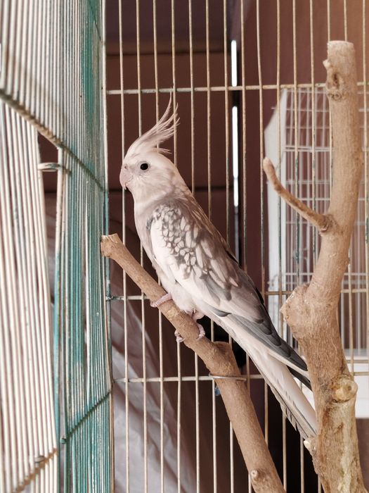 Попугай  разные .