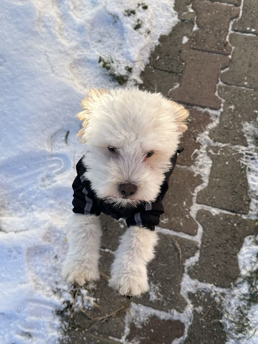 •	Petsitter - Cazare pisici/câini – îngrijire când ești plecat(ă)