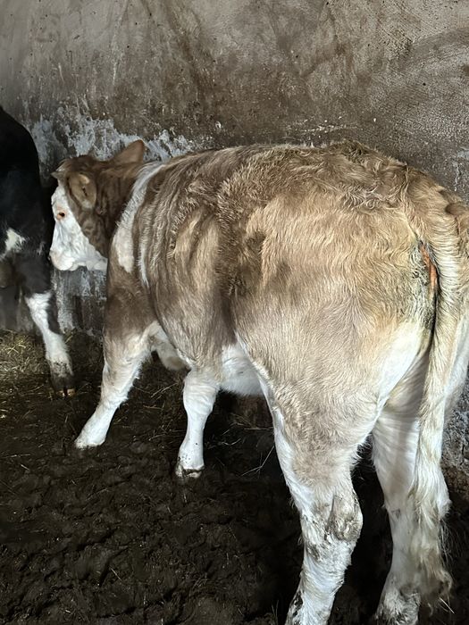 Vand Tauras si vitea