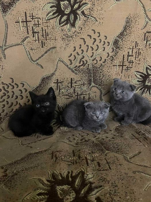 Продам котят Британцов