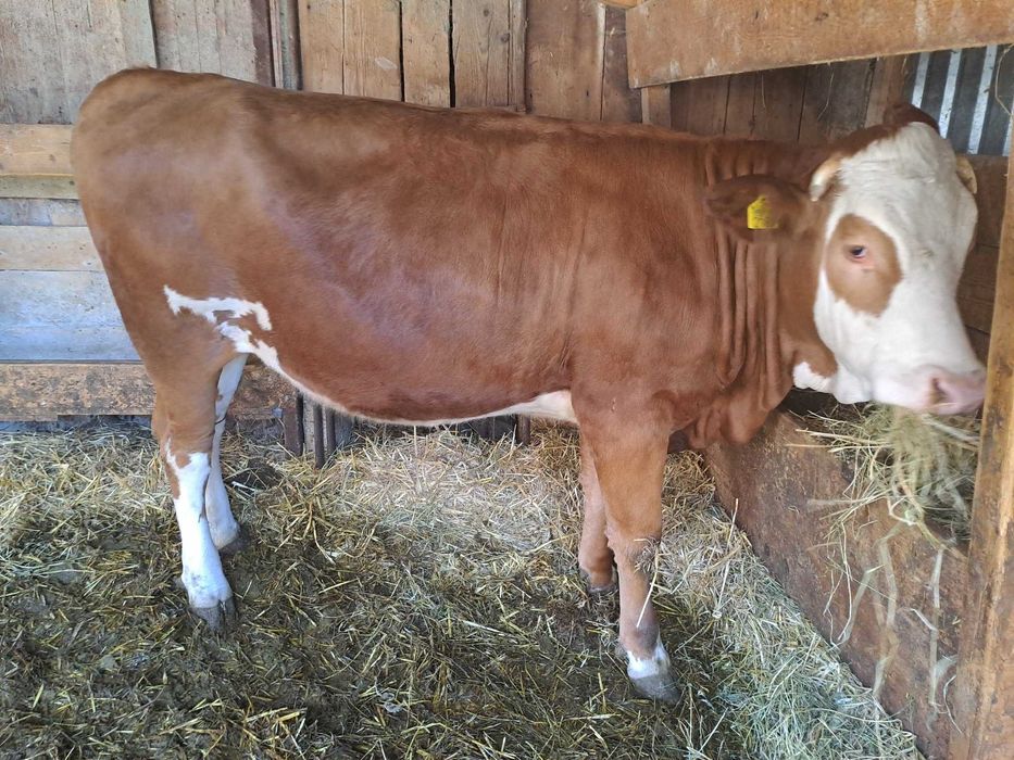 Juninca baltata romaneasca