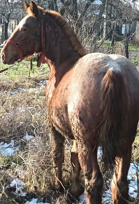 Vand mânz din cai grei