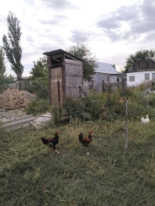 Кораз сатам 3000 тг