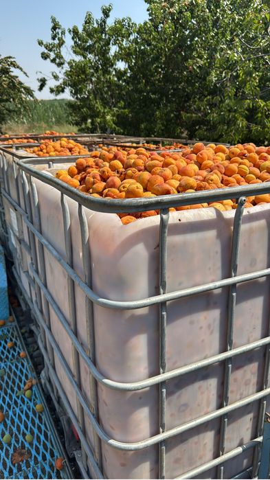 Caise pentru tuica romanesti direct de la producator