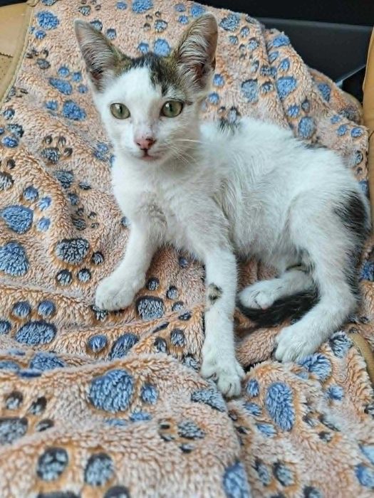 Подарявам мъжко котенце