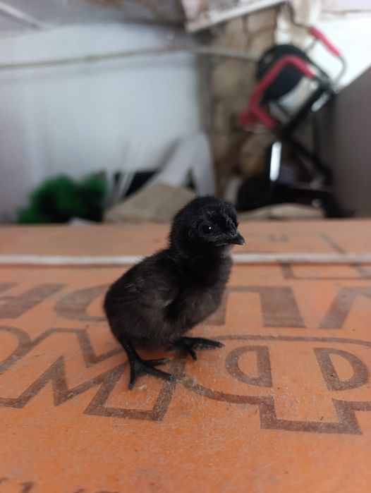 Продажа цыплят Амераукана