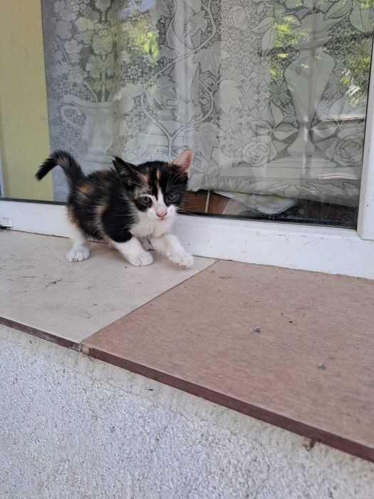 Adoptie pisicuta mica foarte draguta