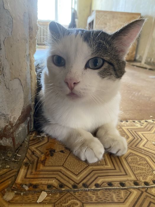 Кошечка и кот ищут добрые ручки