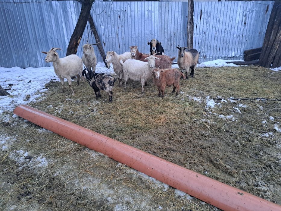 Vând 5 capre,2 țapi si 2 iedute.