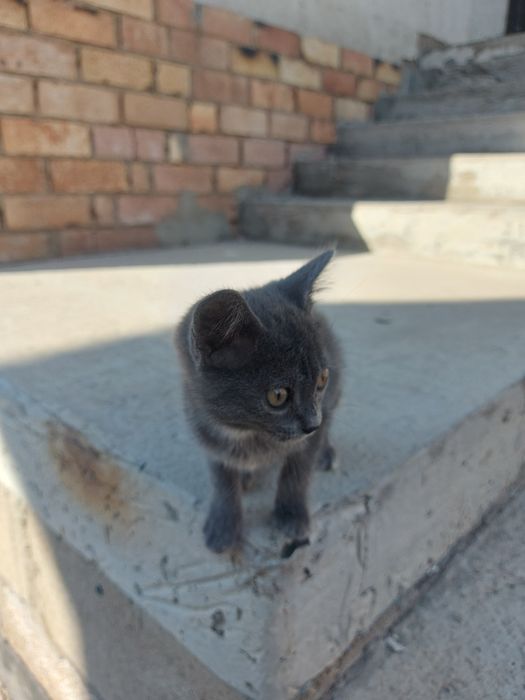 Срочно! Крошечный серый котенок!!!