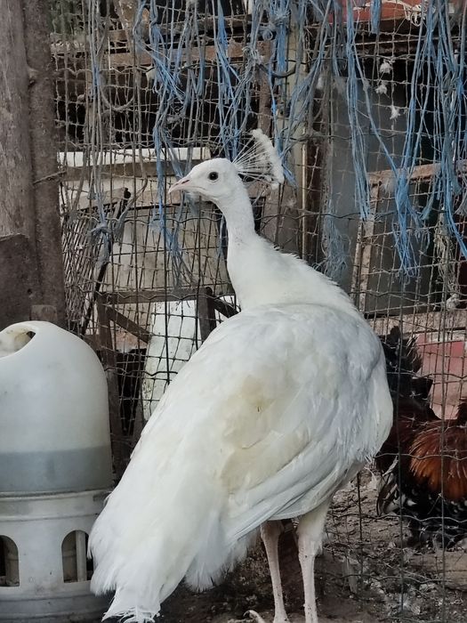 Vând pauni verzi,albi și umăr negru