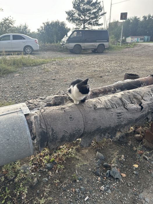 Срочно, кошечка в хорошие руки