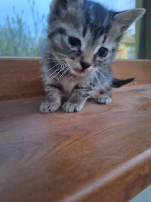 Малки Котенца безплатни