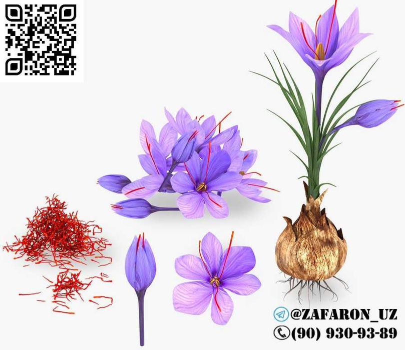 Заъфарон - шафран ўсимлиги тугунак пиёзлари сотилади zafaron shafran