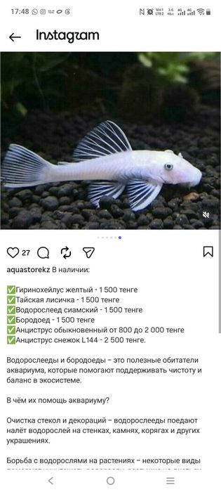 Продам рыбок Гуппи разные так же Антиструсы...