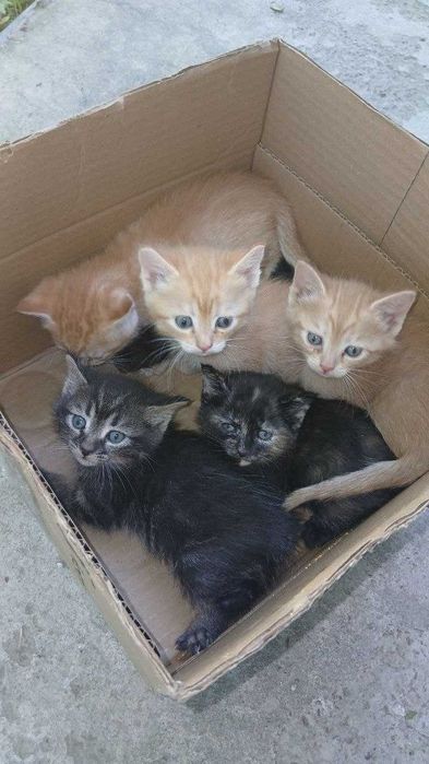 Отдам даром котят