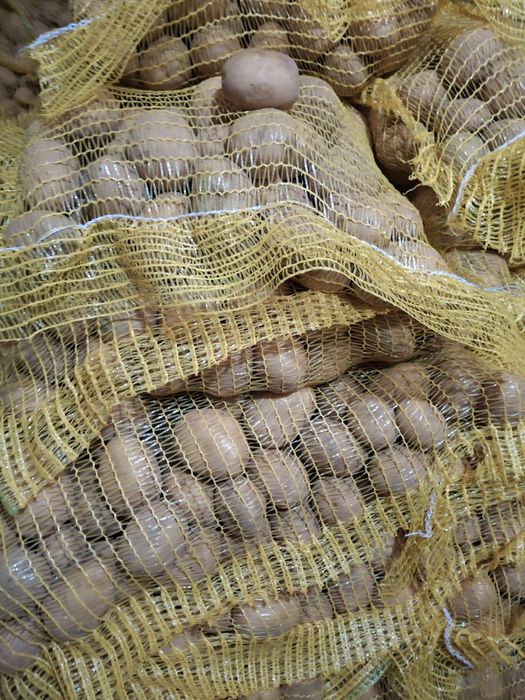 Семе картофи  ,,Сорая"