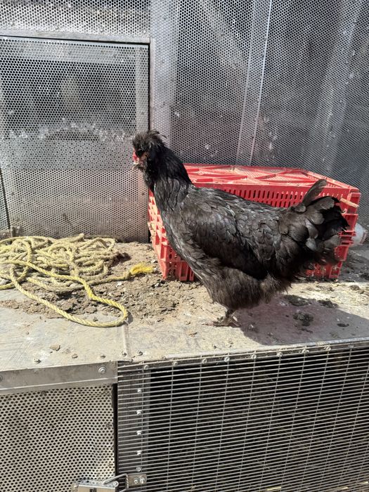 Vand sau schimb gaini motate incaltate barboase golase